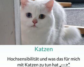 Katzen Hochsensibilität und was das für mich mit Katzen zu tun hat „--->“